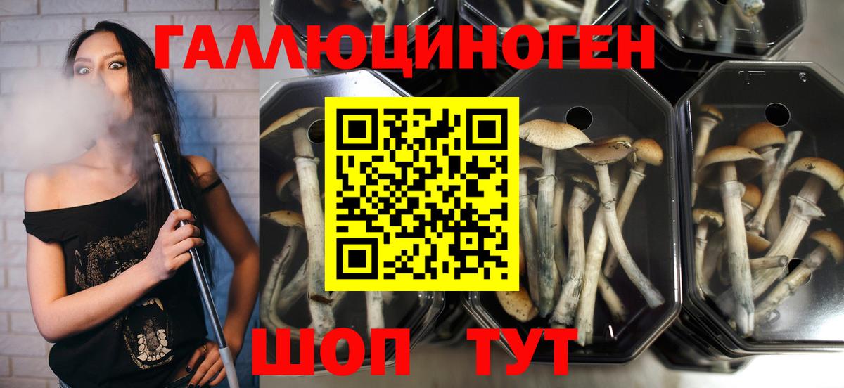 Рассказово  Галлюциногенные грибы мухоморы  Вход с VPN 